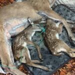 Rescatan a venadita lesionada en autopista de Jalisco; al recibir atención dio a luz a 2 cervatillos